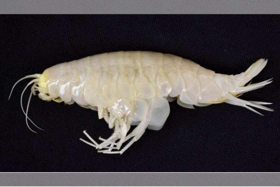 animal-misterioso-que-sumiu-por-decadas-e-encontrado-no-oceano