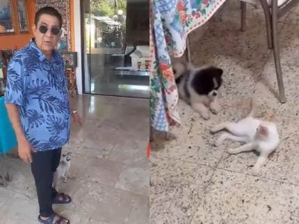 gata-de-zeca-pagodinho-desaparece-e-ele-faz-apelo-nas-redes:-“minha-branca-sumiu”