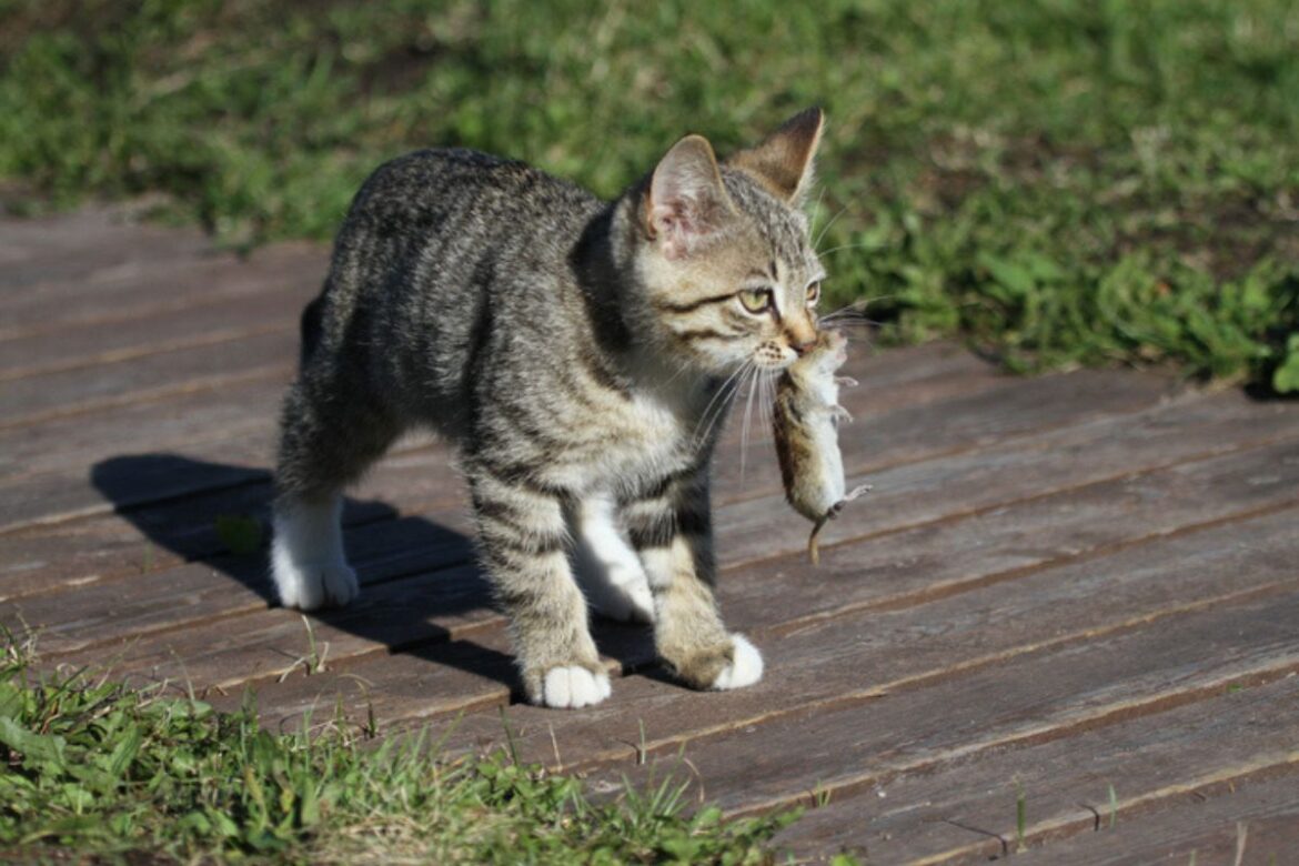 risco-alto:-por-que-gatos-nao-devem-comer-baratas,-lagartixas-ou-ratos