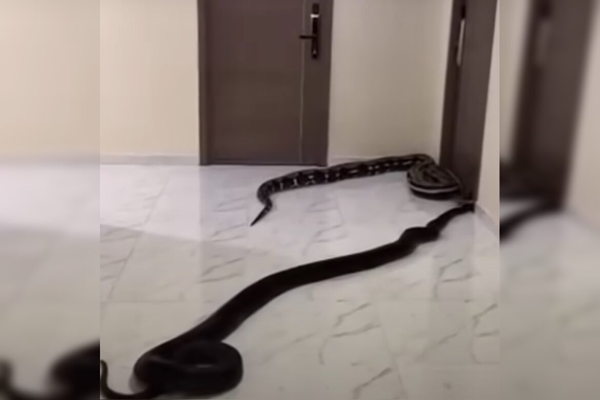 homem-solta-cobras-em-predio-apos-briga-por-latidos-de-cachorro.-video