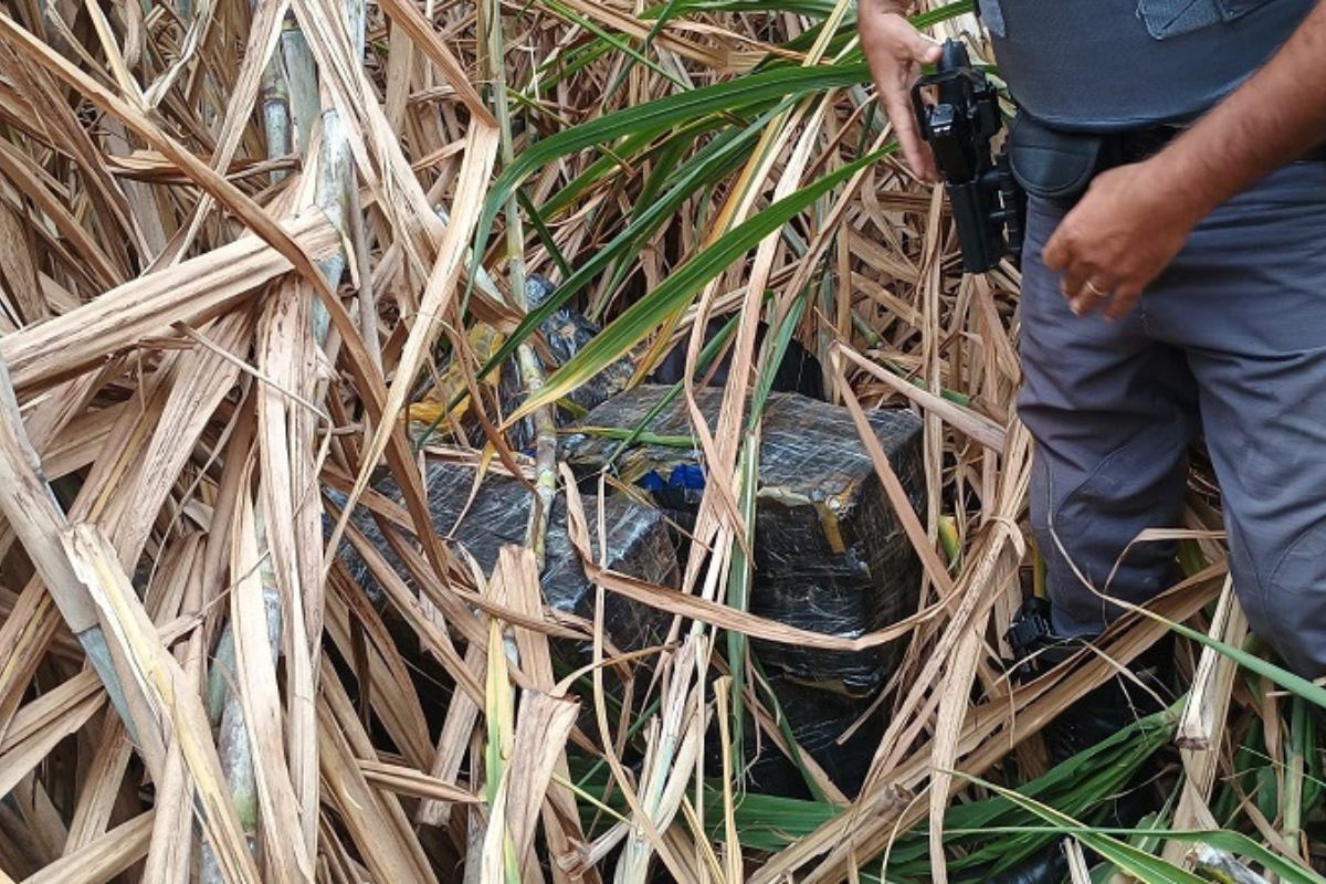 homem-tenta-esconder-200-kg-de-droga-em-plantacao-de-cana-e-e-preso