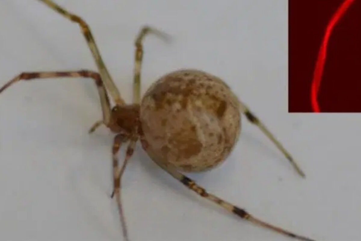 aranhas-geneticamente-modificadas-criam-teias-vermelhas-fluorescentes
