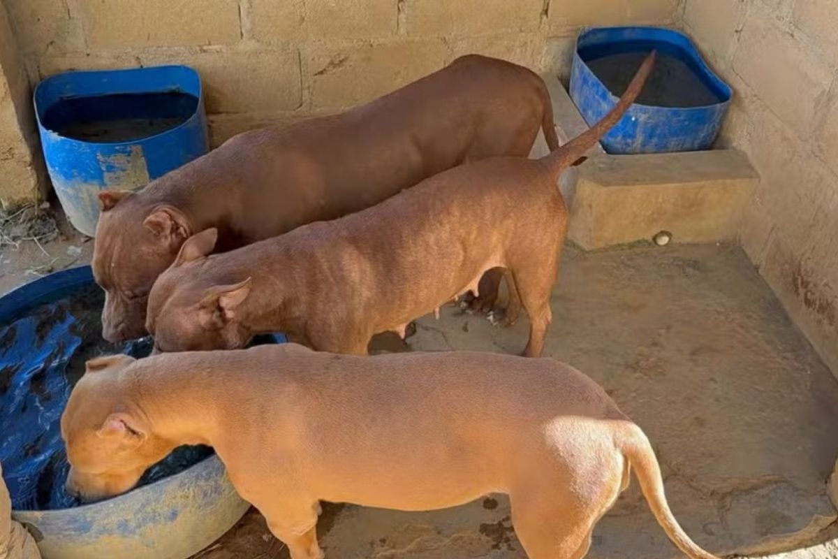 pitbulls-sao-recolhidos-para-canil-da-pm-apos-ataques-em-pernambuco
