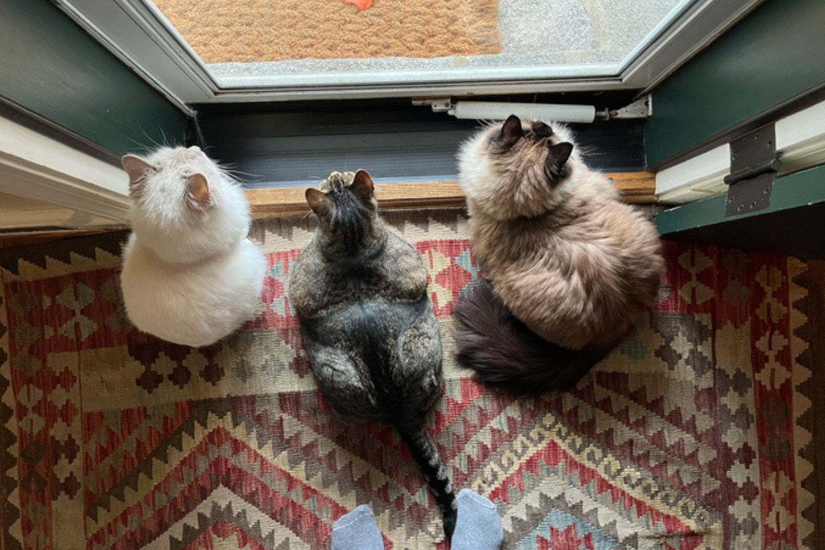 sete-racas-de-gato-perfeitas-para-quem-tem-cachorro-em-casa