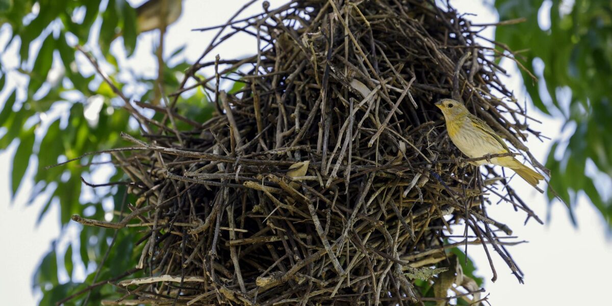 rio:-cameras-vao-possibilitar-um-levantamento-mais-detalhado-da-fauna