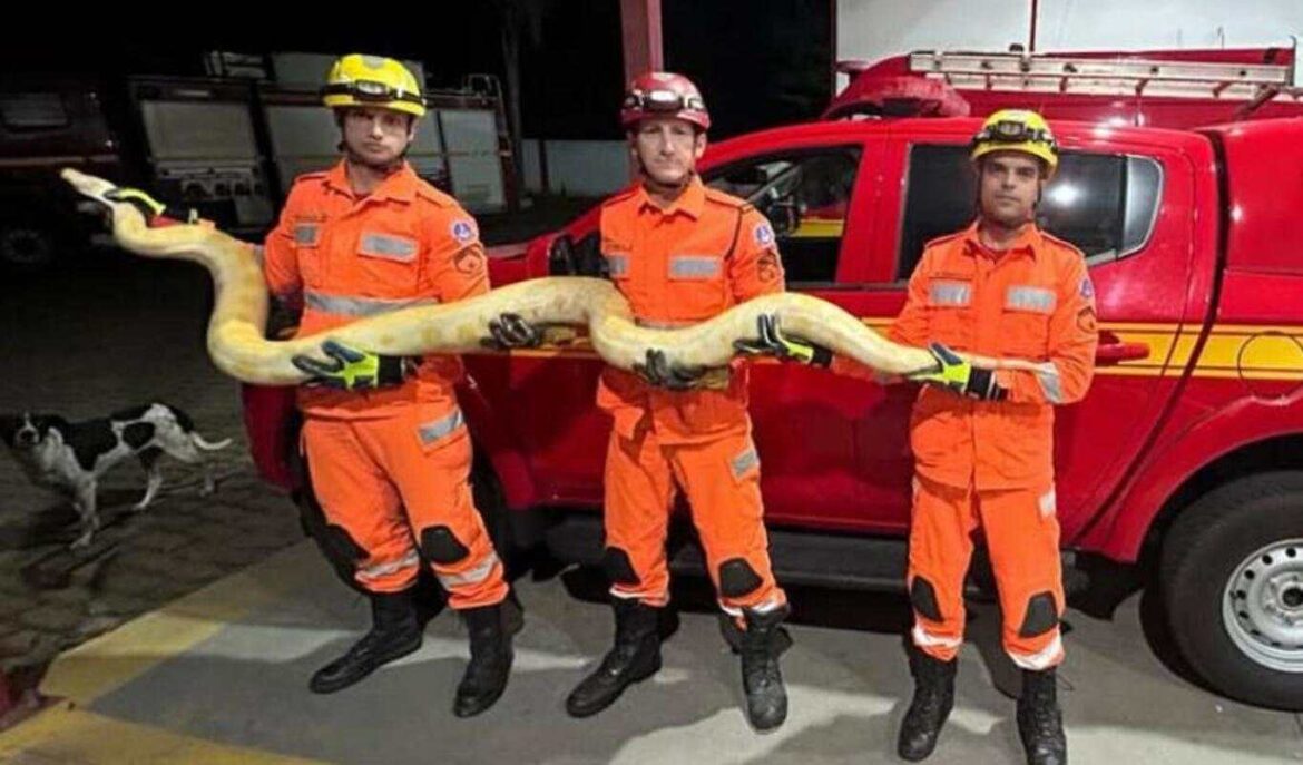 cobra-piton-de-4-metros-e-encontrada-por-morador-no-interior-de-mg