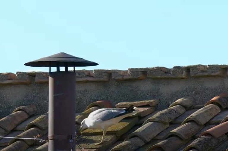 VÍDEO: Gaivota ‘cospe’ rato e dá de comer a filhote segundos antes de fumaça branca anunciar novo papa em Roma
