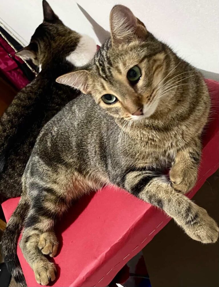 “Volta pra casa, Mel”: médica busca gatinha desaparecida e oferece recompensa de R$ 3 mil