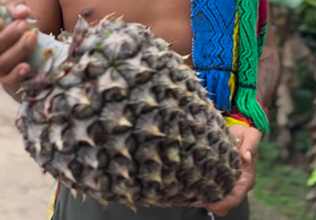 Indígena surpreende ao exibir abacaxi gigante em floresta no Acre; veja vídeo