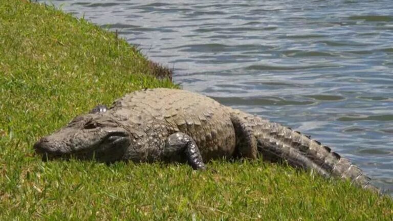 Jacaré de 3,4 m derruba mulher de canoa e a devora em lago