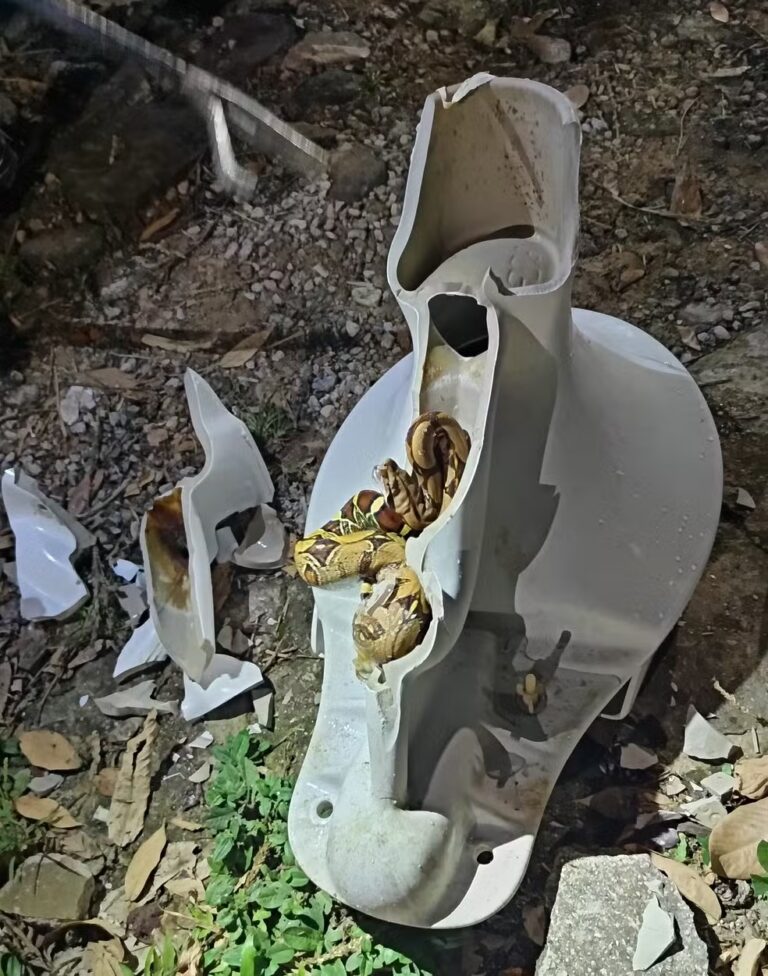 VÍDEO: criança encontra cobra dentro de vaso sanitário em apartamento de Rio Branco