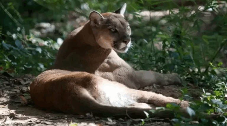 “Foi ver de curioso”, diz esposa de idoso atacado por onça-parda no RS