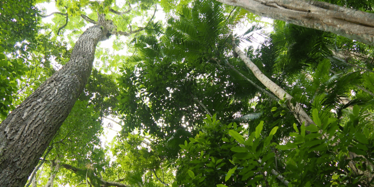 hoje-e-dia:-semana-do-meio-ambiente-e-obesidade-infantil-sao-destaques