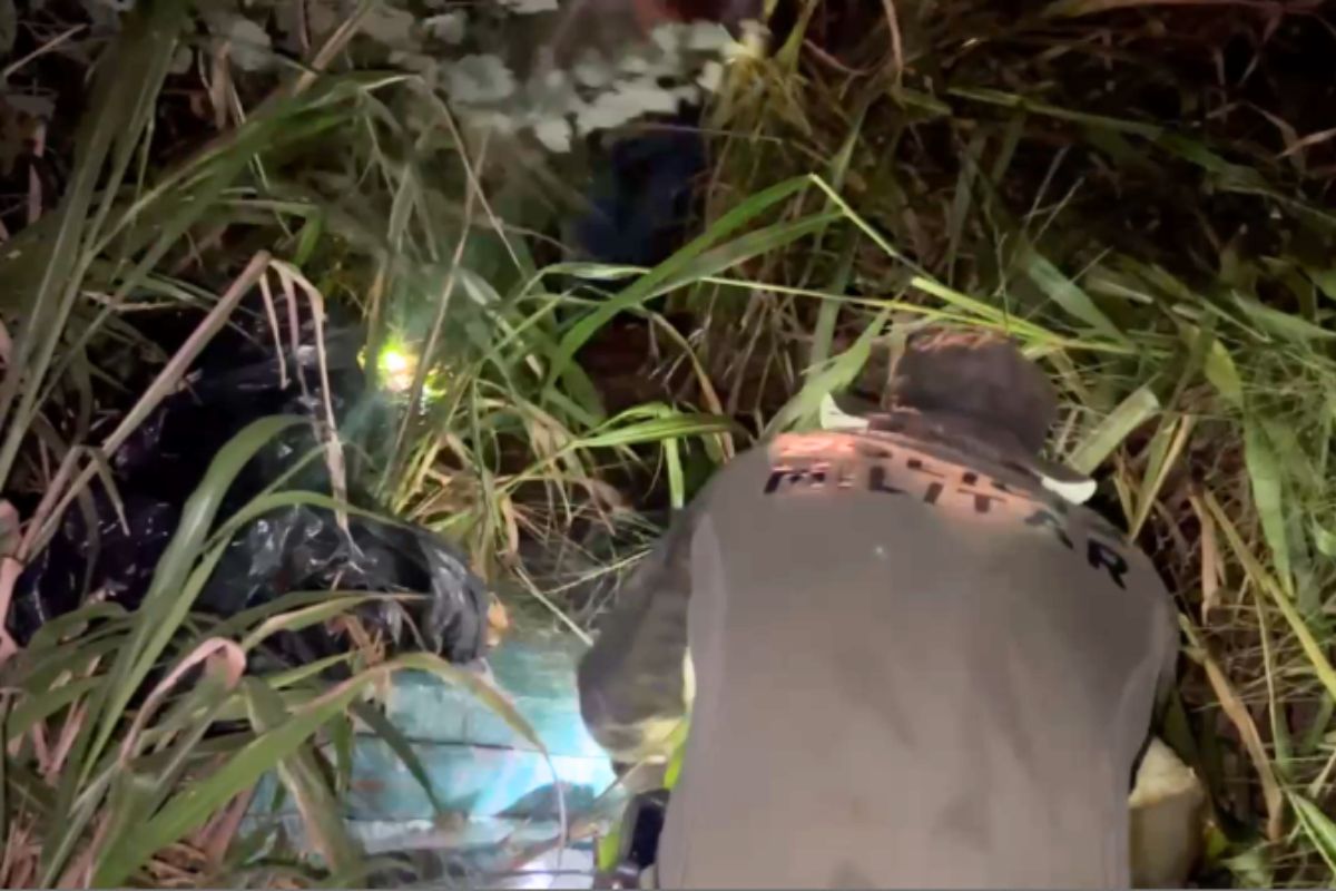 pf-e-pm-apreendem-mais-de-8-toneladas-de-maconha-no-parana.-video