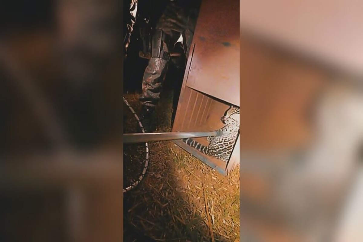 video:-jaguatirica-e-resgatada-apos-ser-atropelada-em-campo-grande