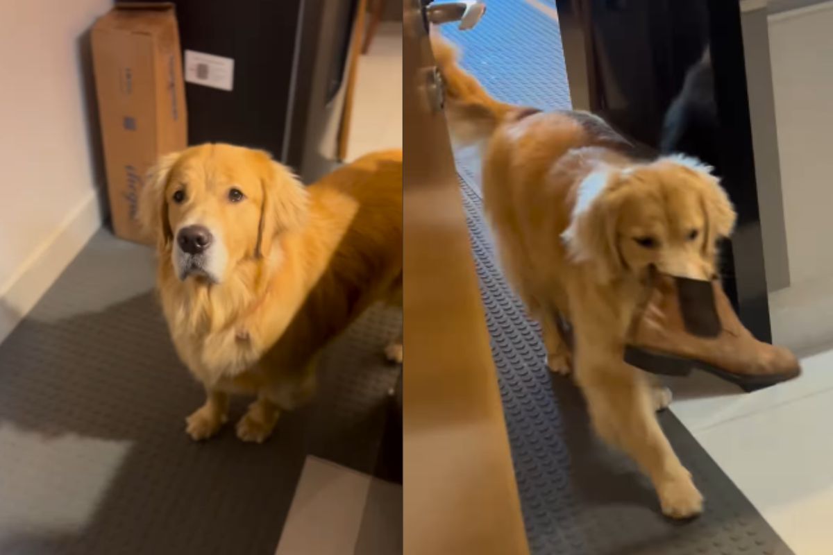 video:-tutores-flagram-golden-retriever-“furtando”-sapatos-do-vizinho
