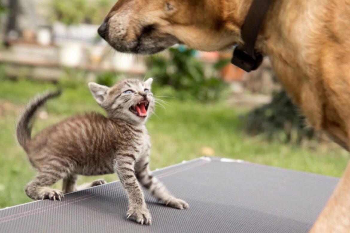 gato-estressado?-saiba-como-o-cheiro-de-outros-pets-pode-incomoda-los