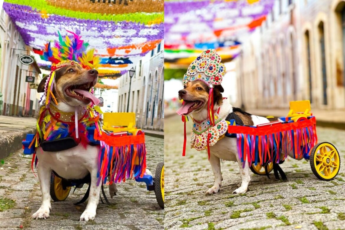 vira-lata-deficiente-resgatada-no-lixo-vira-influencer;-quem-e-vitoria