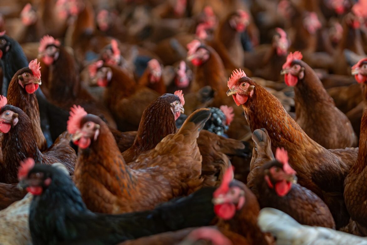 apos-suspeita-de-gripe-aviaria-no-df,-vigilancia-pretende-ir-a-granjas