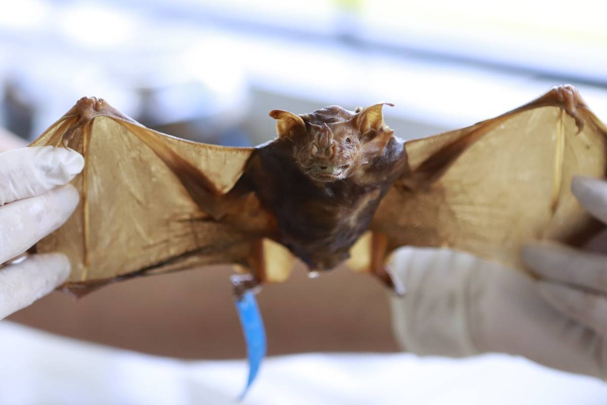 em-2-anos,-vigilancia-ambiental-recolheu-454-morcegos;-11-tinham-raiva