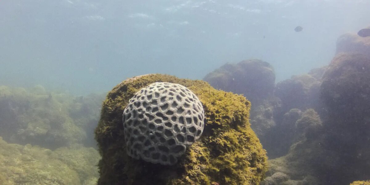 unesco-reconhece-projeto-brasileiro-que-busca-preservar-corais-em-pe