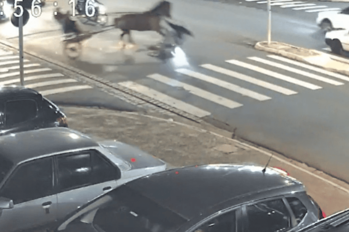 video:-cavalo-passa-em-farol-vermelho-e-atropela-motociclista-em-sp