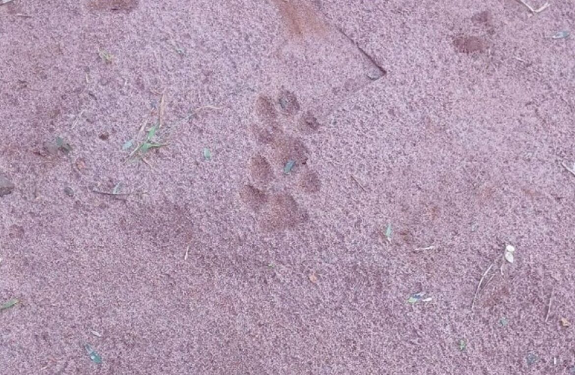 pm-ambiental-encontra-pegadas-de-onca-apos-sumico-de-patos-e-galinhas