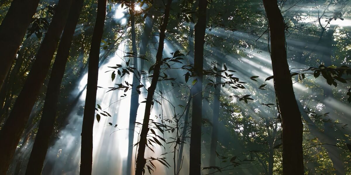 veiculos-da-ebc-exibem-filmes-sobre-preservacao-e-sustentabilidade