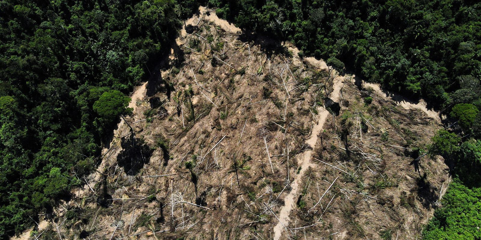 Florestas públicas não destinadas são ameaçadas por crimes ambientais
