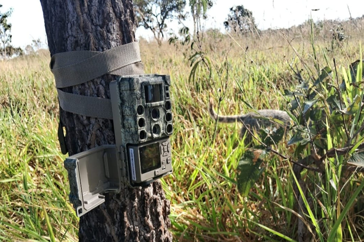 oncas-vistas-no-df:-brasilia-ambiental-da-dicas-sobre-o-que-fazer