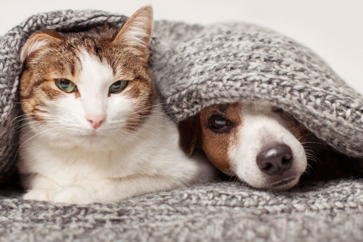 frio-faz-mal-a-pele-dos-pets;-veterinario-ensina-como-protege-los