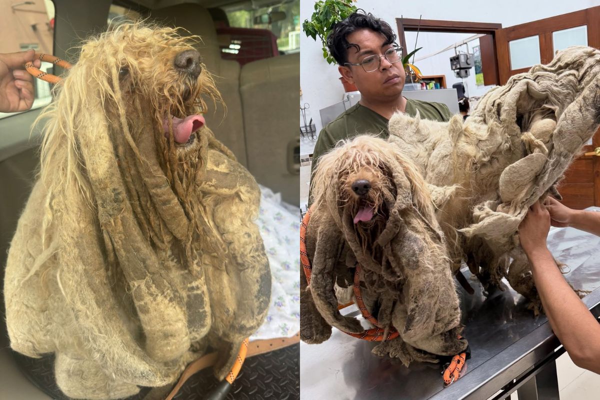 vitima-de-maus-tratos,-cachorro-com-quase-5-kg-de-pelo-e-resgatado