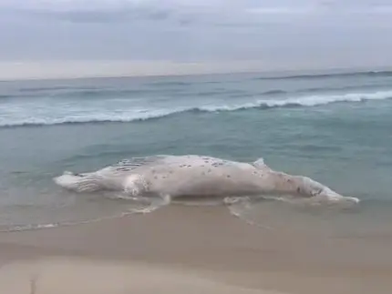 Baleia morta é encontrada encalhada na Praia da Barra, no Rio