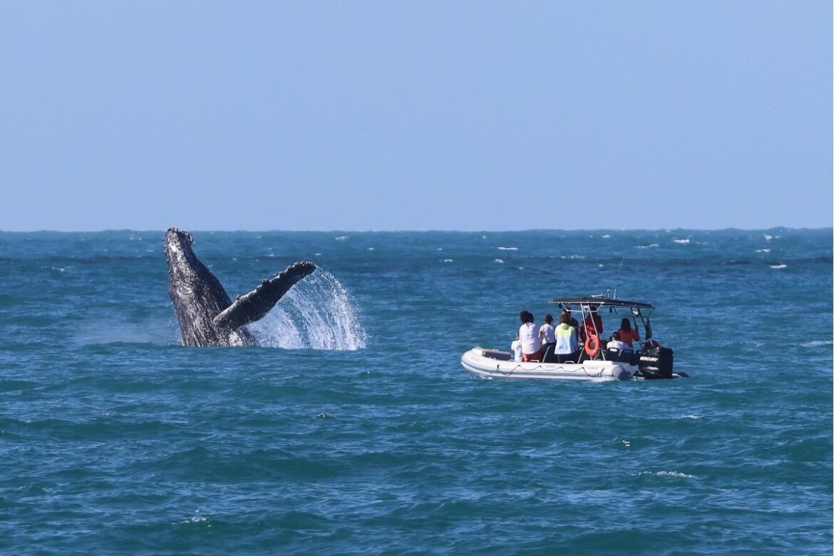 saiba-como-avistar-jubartes-na-temporada-das-baleias-de-ilhabela