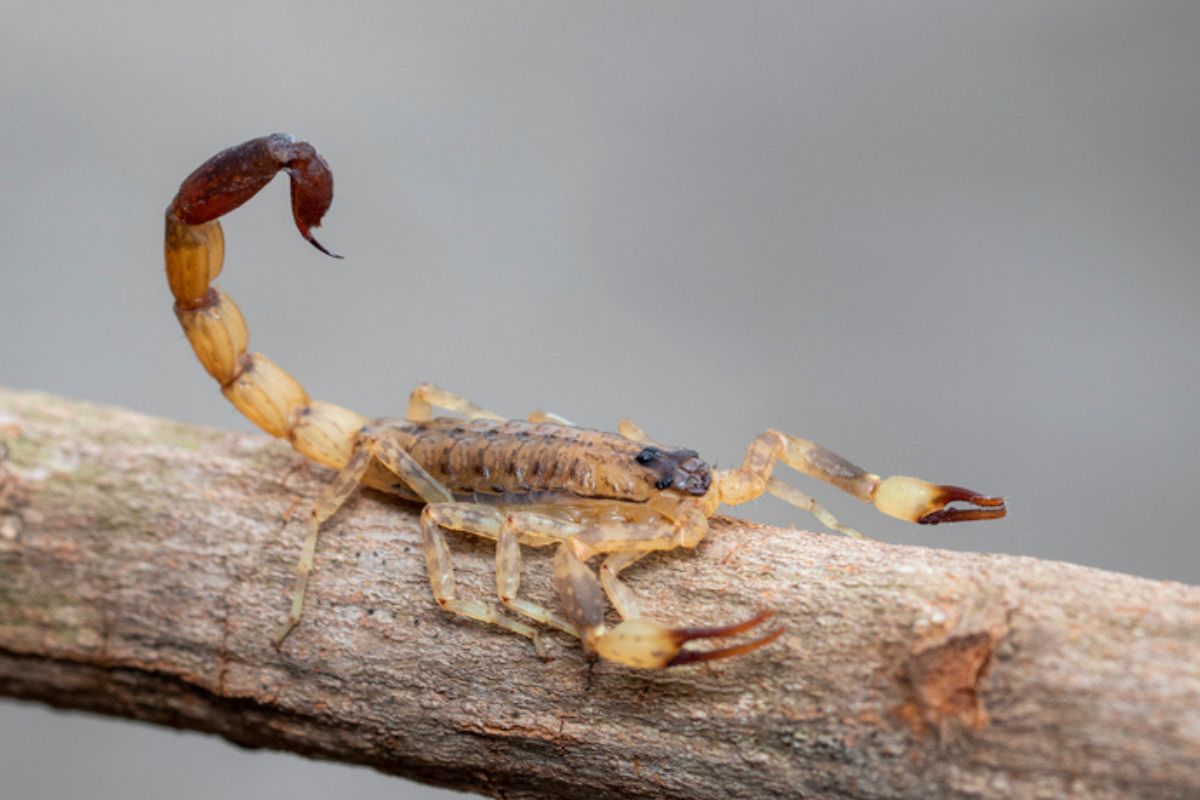 escorpioes-amarelos:-como-proteger-sua-familia-da-picada-do-aracnideo