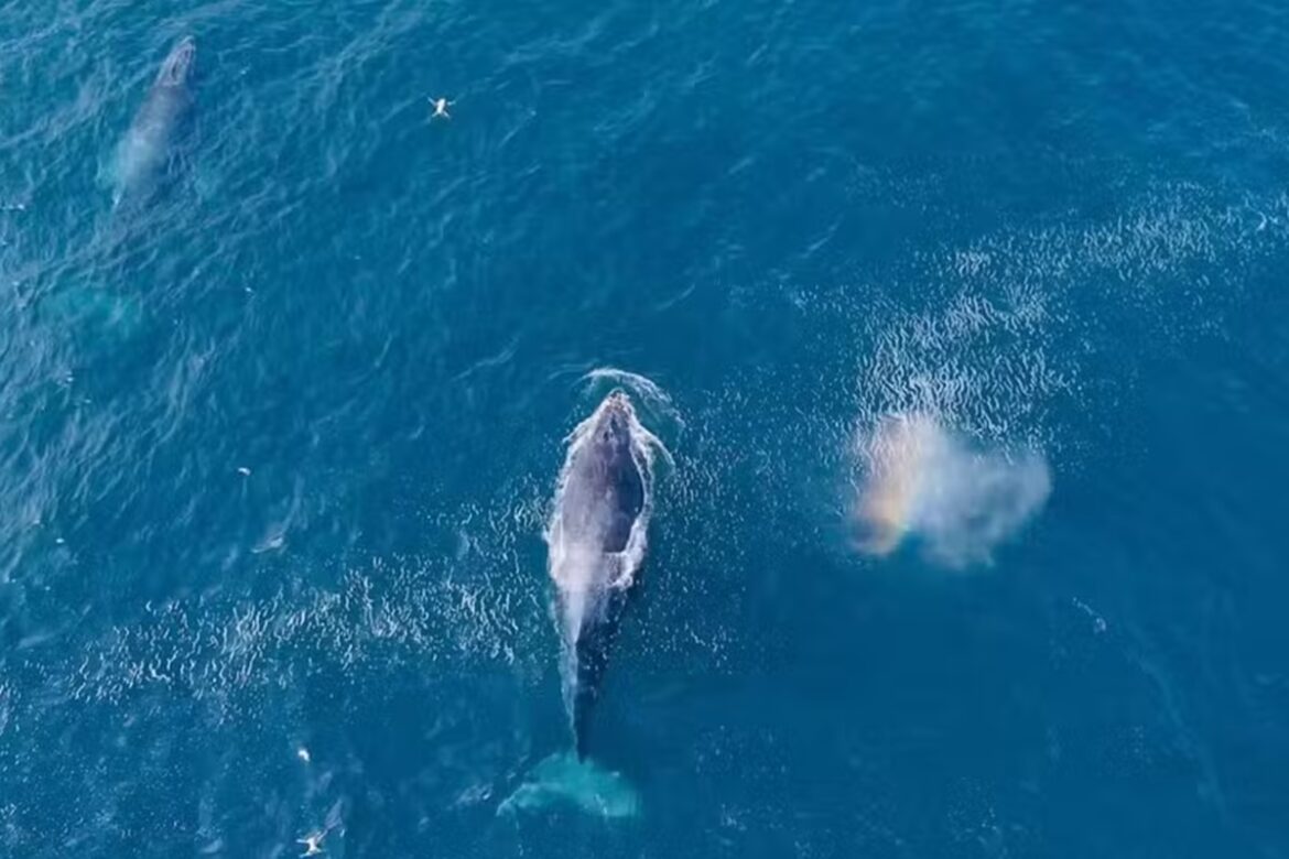 video:-baleias-jubarte-dao-espetaculo-no-mar-de-arraial-do-cabo