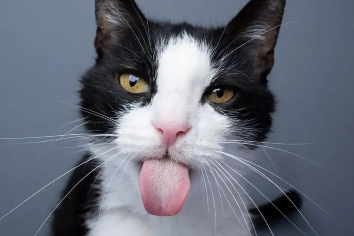 alem-da-racao:-confira-quais-alimentos-fazem-bem-a-saude-dos-gatos