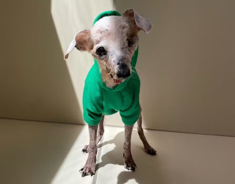 Vira-lata Pingo, conhecido na internet como ‘cachorro fóssil’, morre aos 21 anos