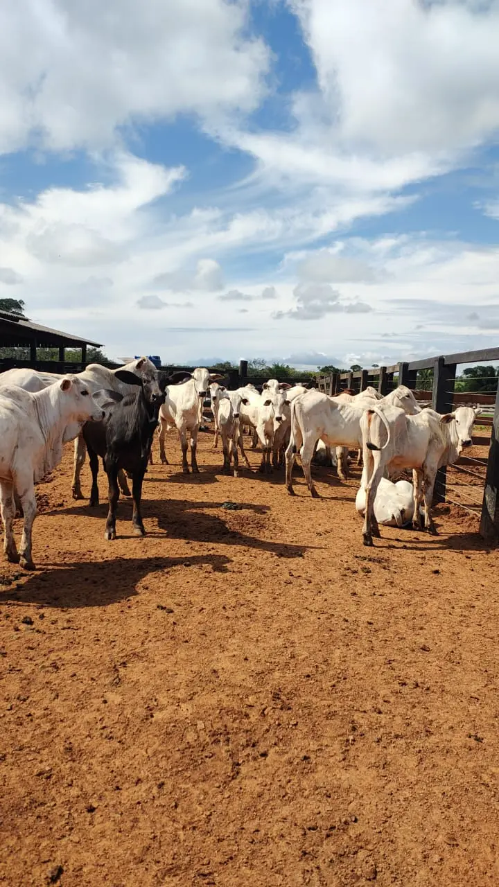 Estudantes do Acre desenvolvem tratamento contra verminoses em gado com abóbora e bananeira