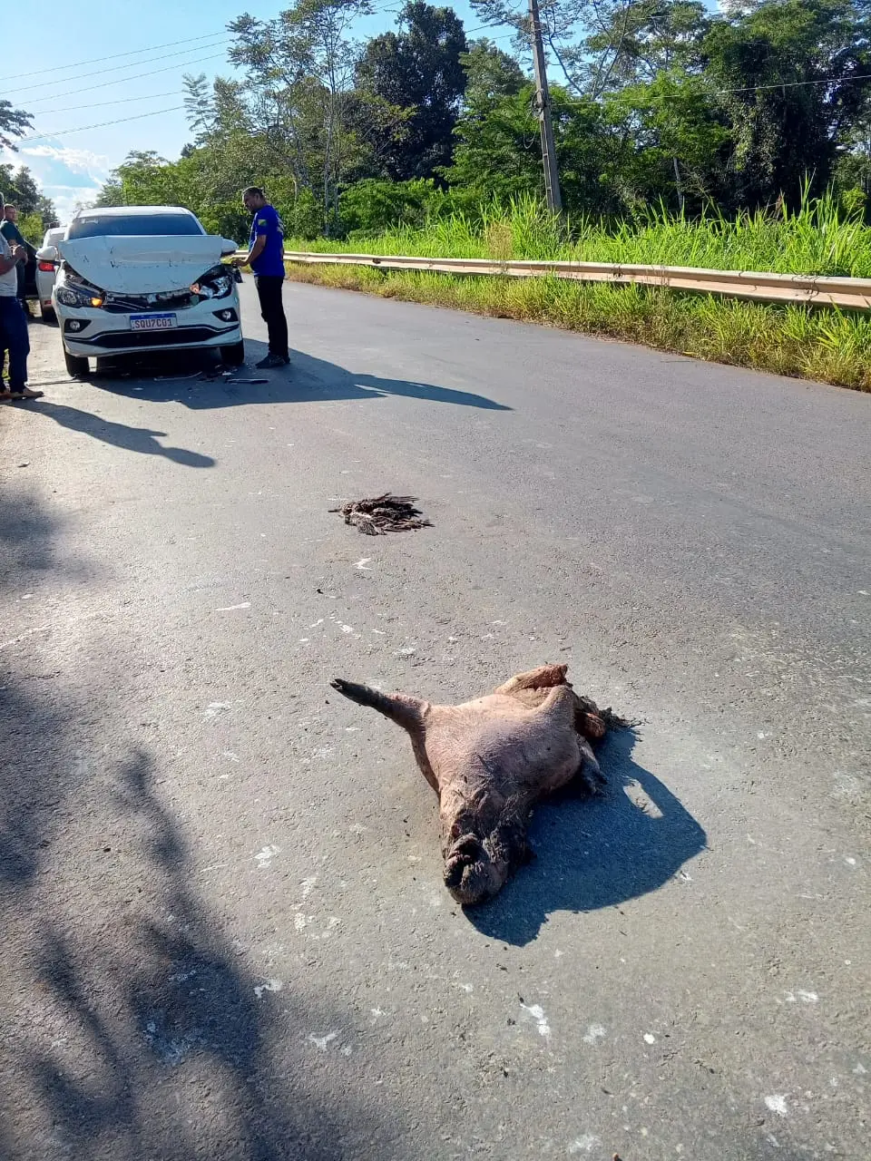 Capivara morta na pista causa acidente grave entre três veículos na BR-364; veja detalhes