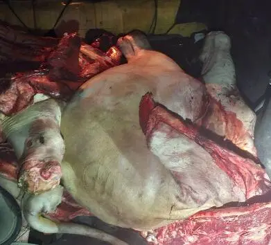 Polícia Militar intercepta carne de boi furtado durante patrulhamento rural na BR-364