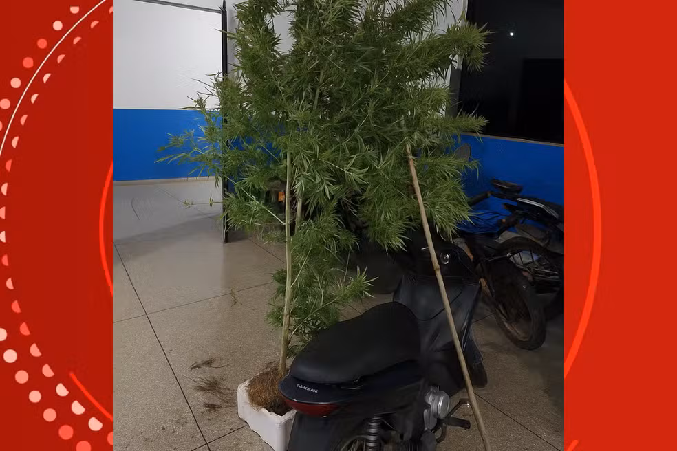 Homem é preso com pé de maconha de 2 metros no quintal em Rondônia