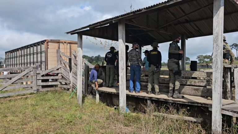 Operação Suçuarana: ICMBio retira 400 cabeças de gado ilegais dentro da Resex Chico Mendes