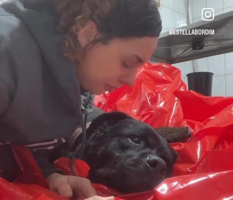 Veterinária se despede de cachorro de estimação e emociona internet