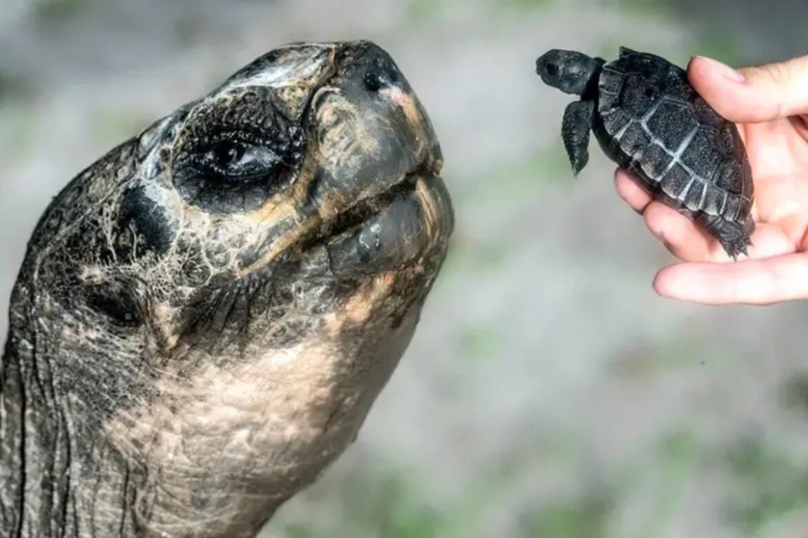 goliath,-tartaruga-de-galapagos-de-135-anos,-se-torna-pai-pela-1a-vez