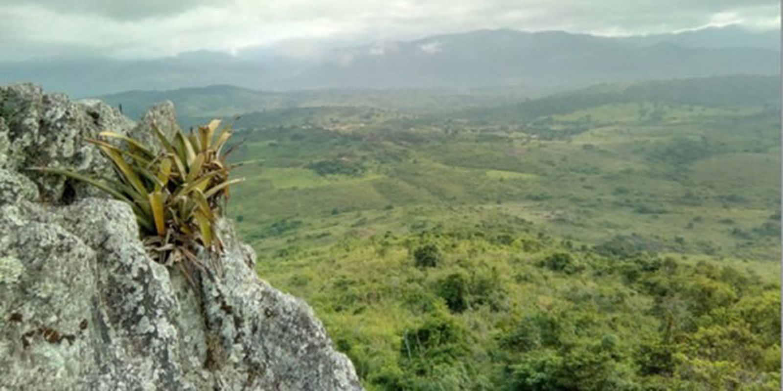Pesquisador indígena cataloga 150 plantas medicinais de seu território Pesquisador indígena cataloga 150 plantas medicinais de seu território