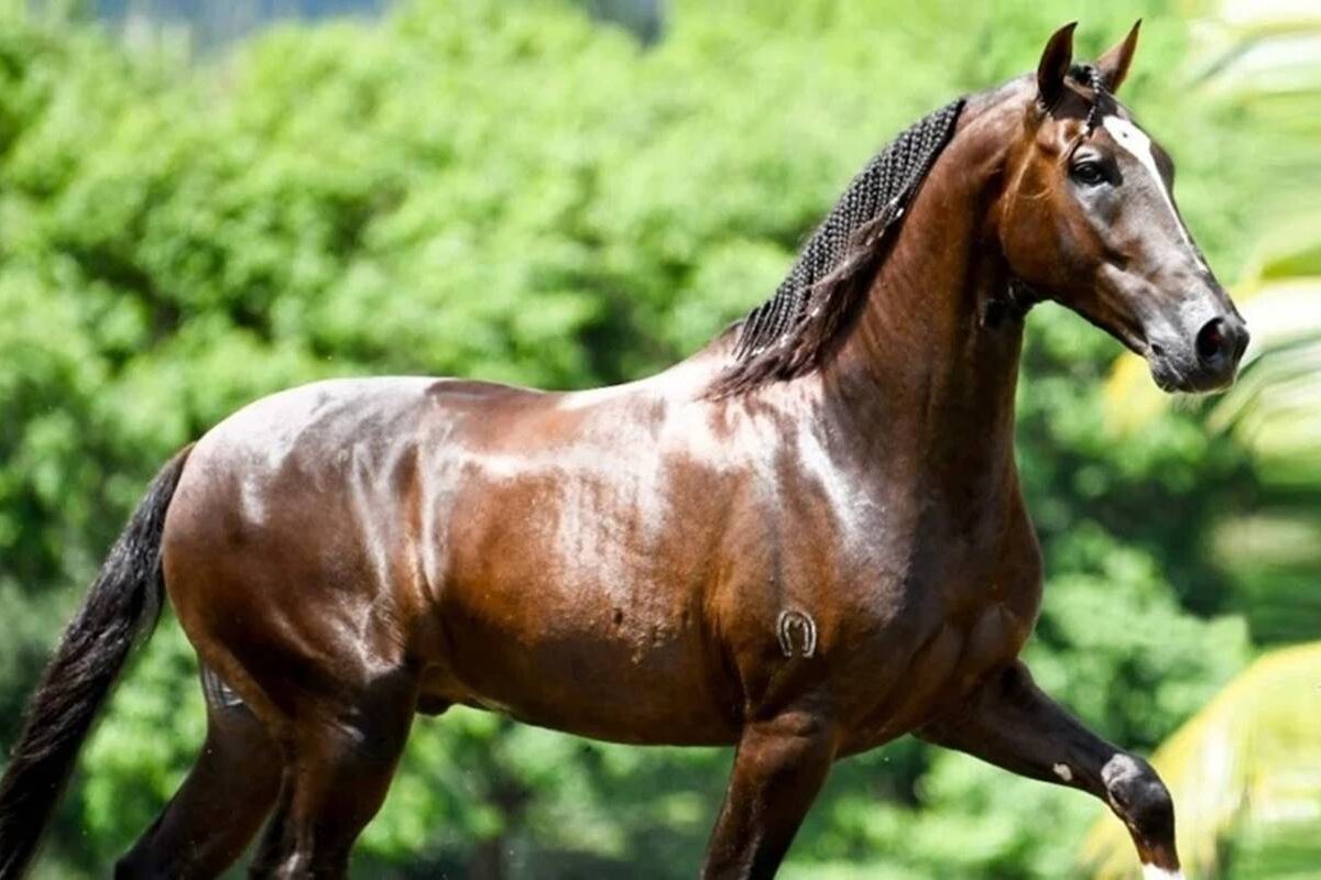 racao-toxica-mata-ao-menos-245-cavalos-em-4-estados,-diz-ministerio