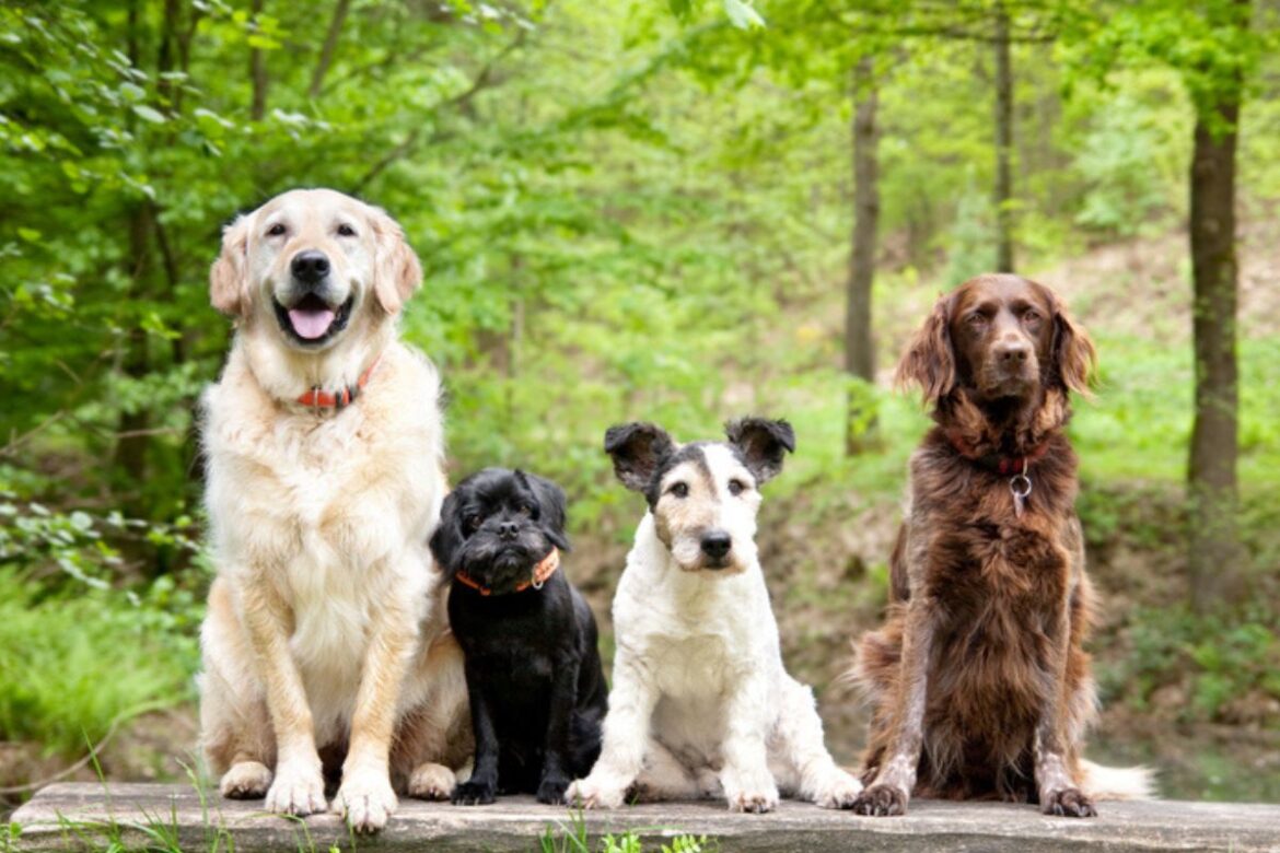 em-alta!-pesquisa-revela-os-10-nomes-mais-comuns-entre-os-cachorros