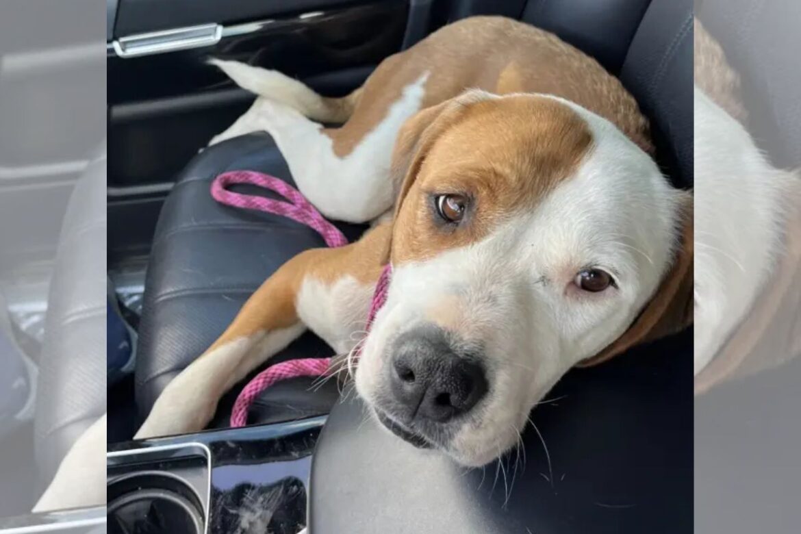 esperanca:-apos-ser-baleada,-cadela-espera-com-docura-por-um-novo-lar