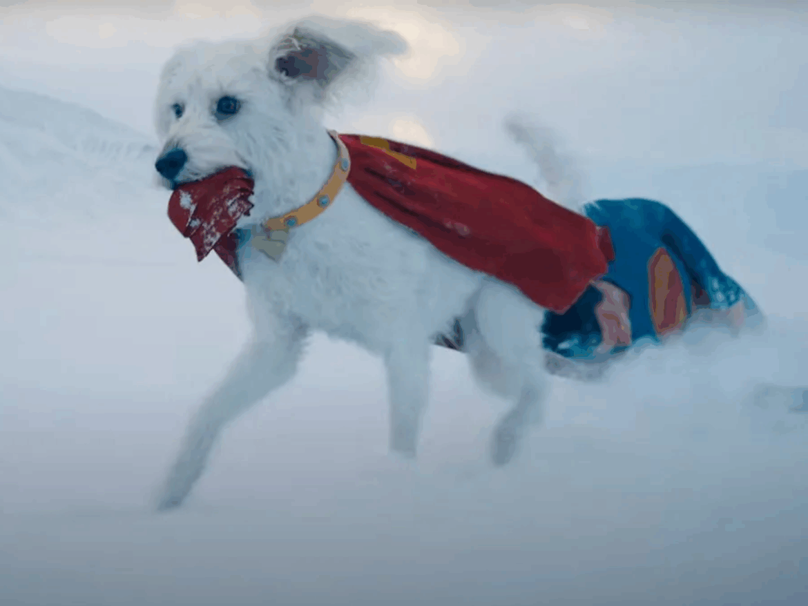 “supercao”:-filme-do-superman-impulsiona-busca-por-adocao-de-cachorros-nos-eua